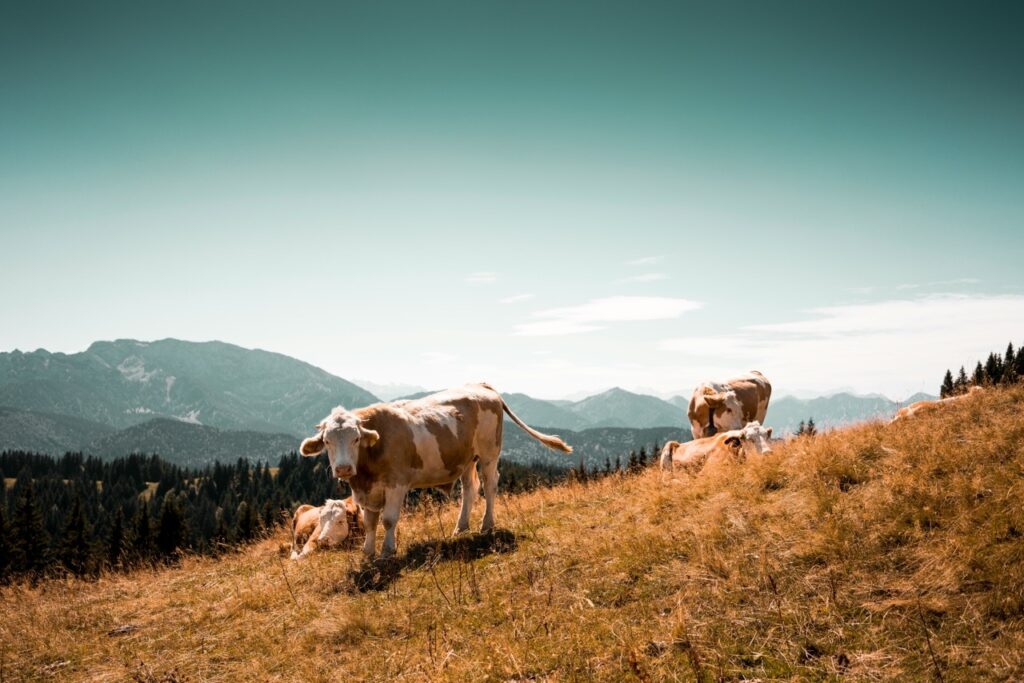 Équipements et solutions agricoles pour l’élevage, la traite et la gestion du lisier – installation, modernisation et maintenance par Technitraite Froid.