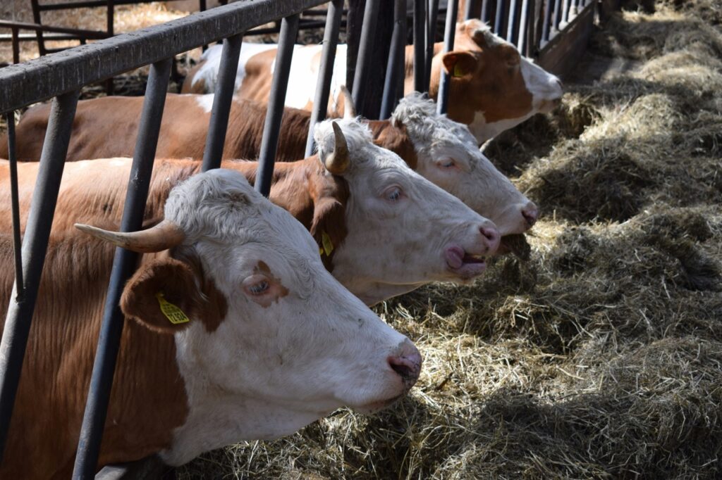 Équipements et solutions agricoles pour l’élevage, la traite et la gestion du lisier – installation, modernisation et maintenance par Technitraite Froid.