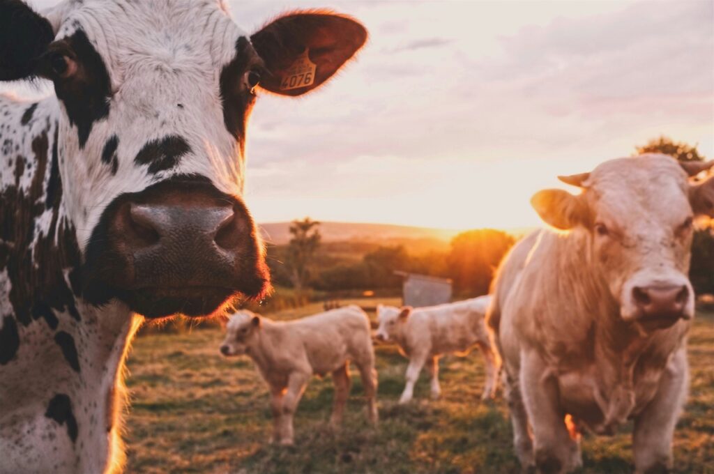 Équipements et solutions agricoles pour l’élevage, la traite et la gestion du lisier – installation, modernisation et maintenance par Technitraite Froid.