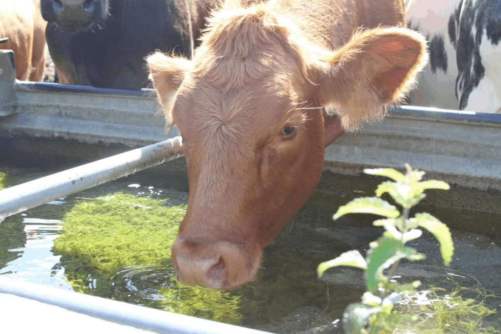 Abreuvoirs conseils installation et entretien